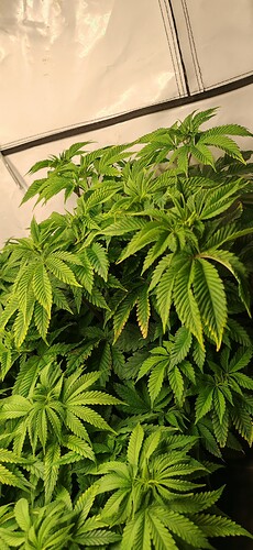 Growreport Bild 6