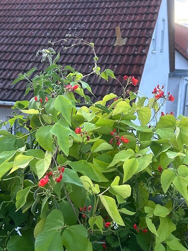 Growreport Bild 31