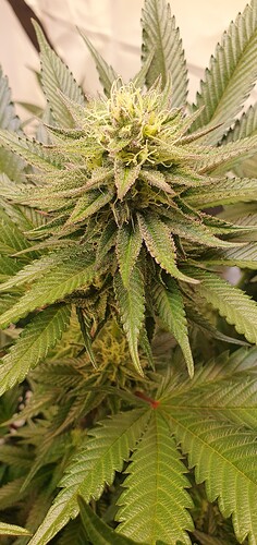 Growreport Bild 5
