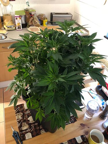 Growreport Bild 1