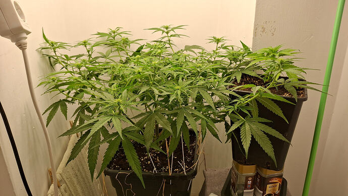 Growreport Bild 217