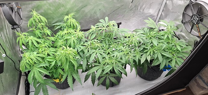 Growreport Bild 1