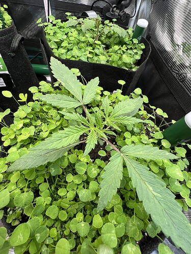 Growreport Bild 4