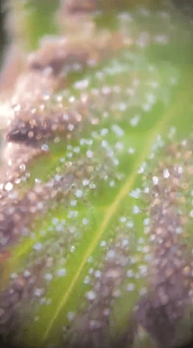 Trichome2