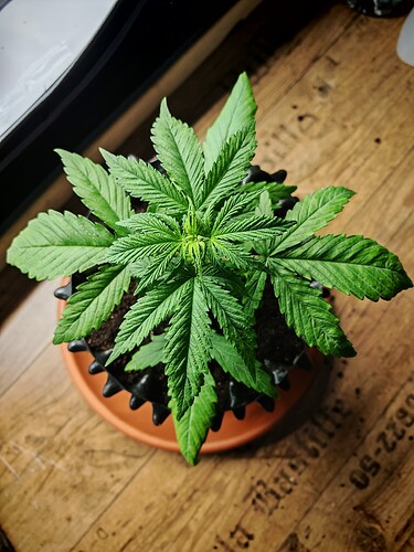 Growreport Bild 6