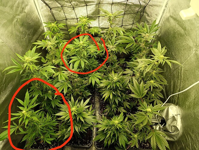Growreport Bild 7