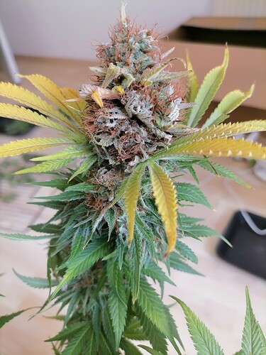 Growreport Bild 19