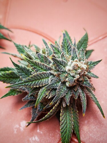 Growreport Bild 23