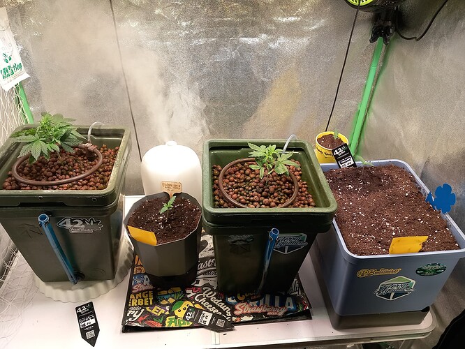 17324195408443414946754732858332