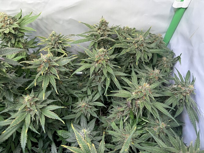 Growreport Bild 6