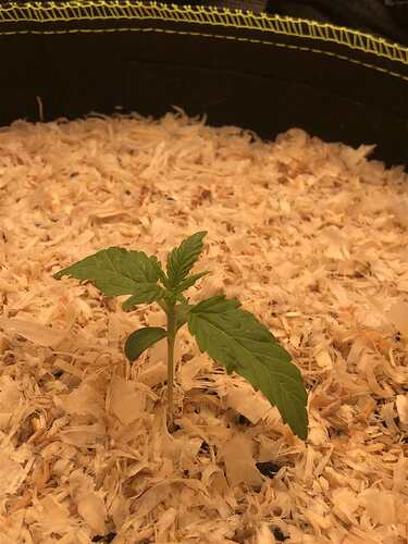 Growreport Bild 3