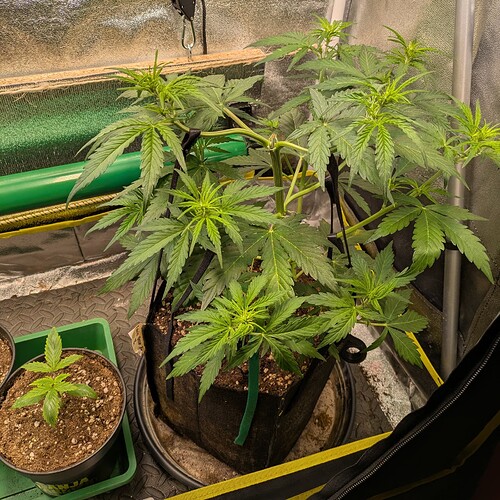 Growreport Bild 26
