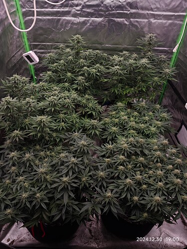 Growreport Bild 1