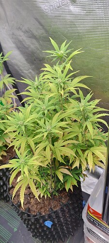 IMG_20251116_221052046_HDR