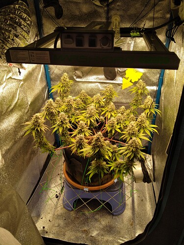 Growreport Bild 1