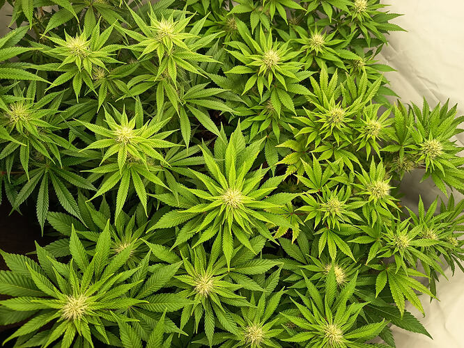 Growreport Bild 4