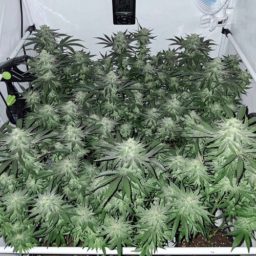 476371326_122167527716293599_8873541337562428654_n