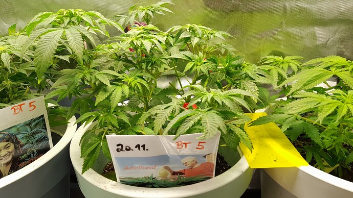 Growreport Bild 3