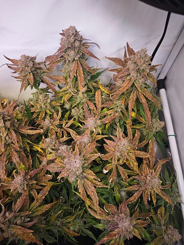 MVIMG_20251202_163909