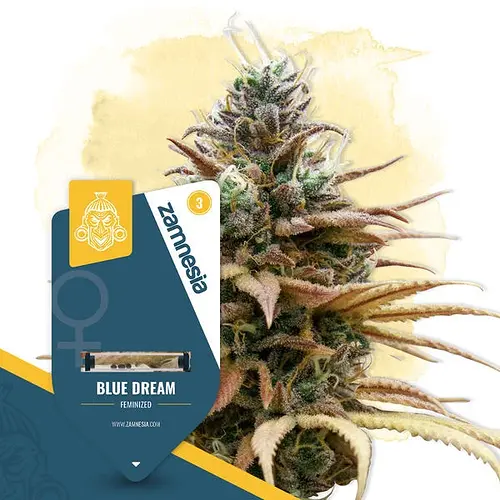 zamnesia-seeds-blue-dream-feminisiert