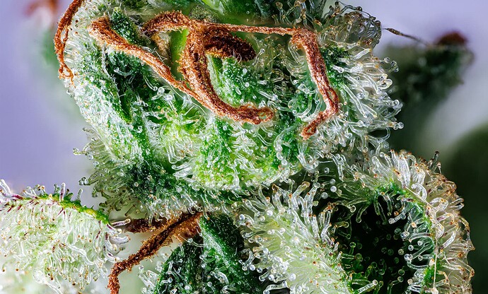 Jacky1-Al-day 90-det.