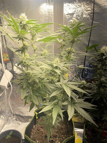 Growreport Bild 3