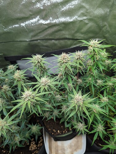 Growreport Bild 10