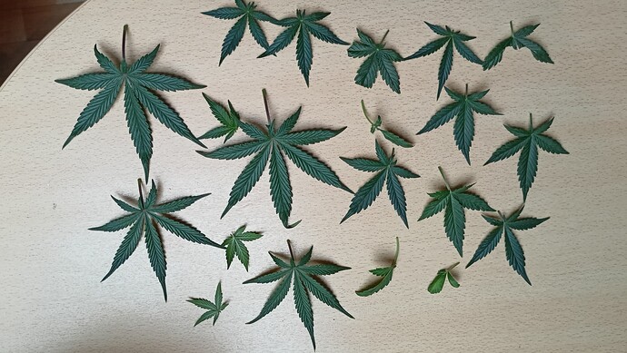 Growreport Bild 1