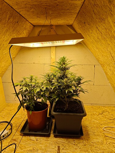 Growreport Bild 1
