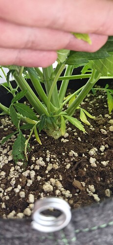 Growreport Bild 34