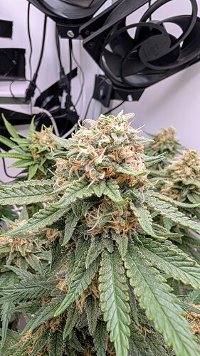 Growreport Bild 33