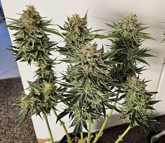 Growreport Bild 17