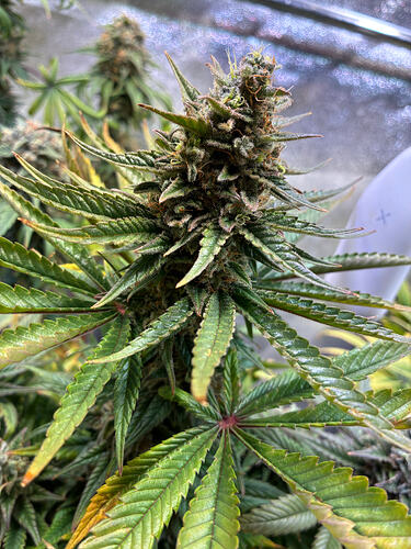 Growreport Bild 12