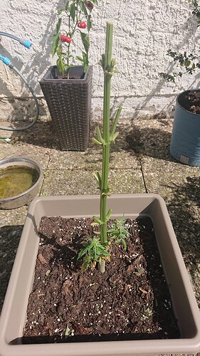Growreport Bild 24