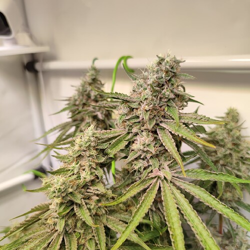 Growreport Bild 21