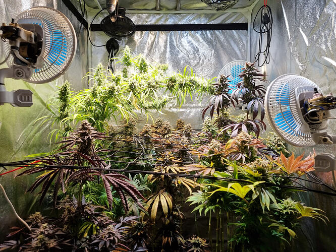 Mehrere Cannabis-Pflanzen in der Blütephase in einem Growzelt, mit Lüftern und Beleuchtung.