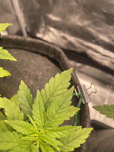 Nahaufnahme eines jungen Cannabispflanzenblattes mit leichten Verfärbungen und einem Büroklammer-Clip im Hintergrund.