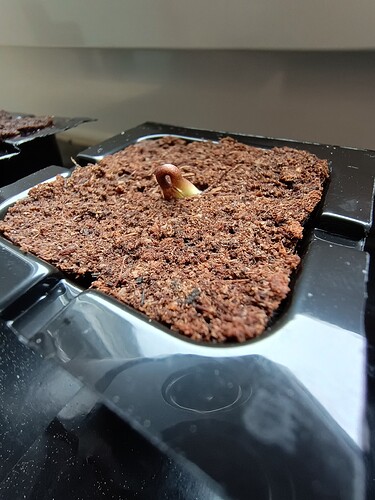 IMG_20240422_083957782_HDR