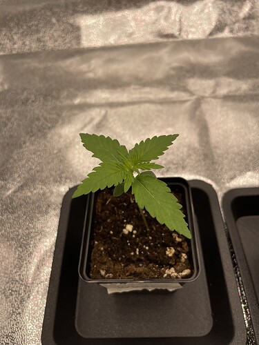 Growreport Bild 21