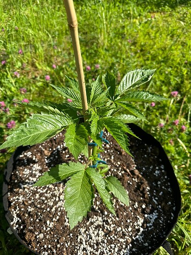 Growreport Bild 2