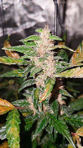 Growreport Bild 6