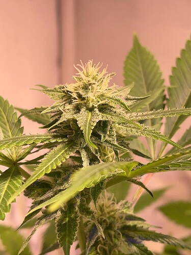 Growreport Bild 2