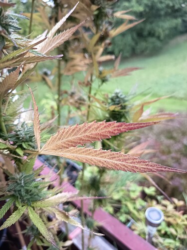 Growreport Bild 6