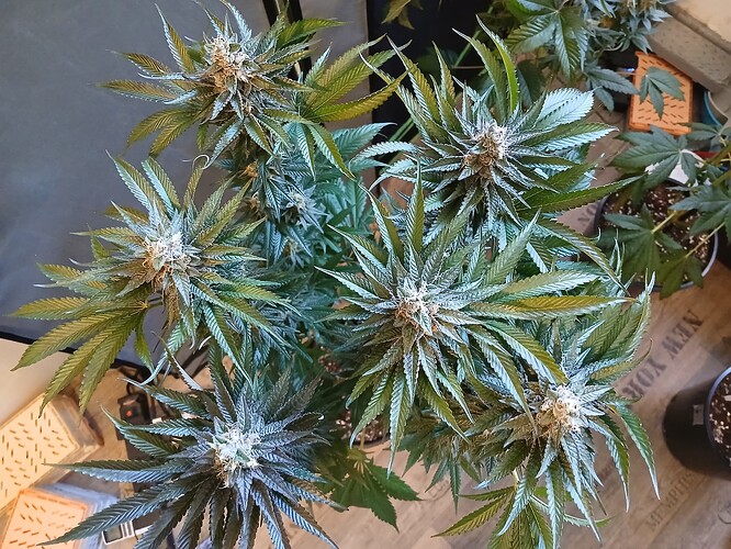 Growreport Bild 13