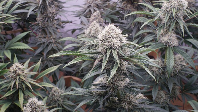 Growreport Bild 11