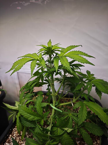 Growreport Bild 37