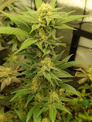 Growreport Bild 4