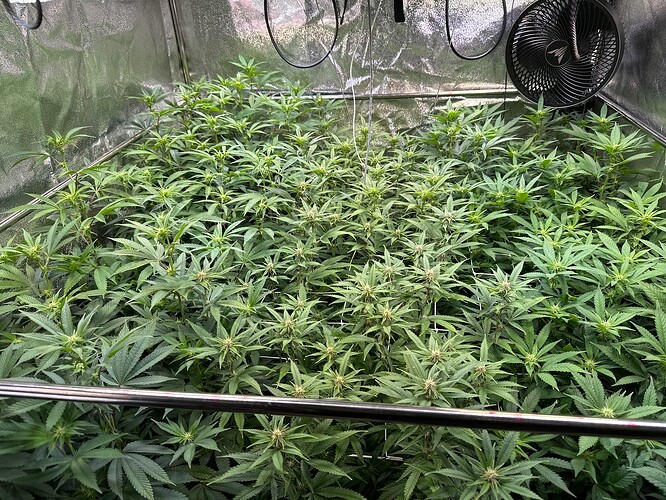 Growreport Bild 15