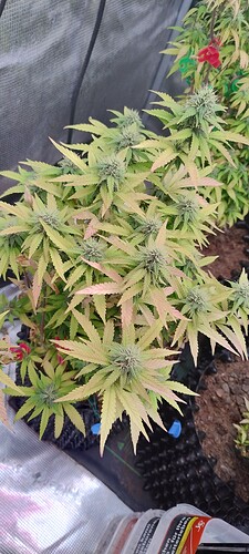 IMG_20251209_201509458_HDR