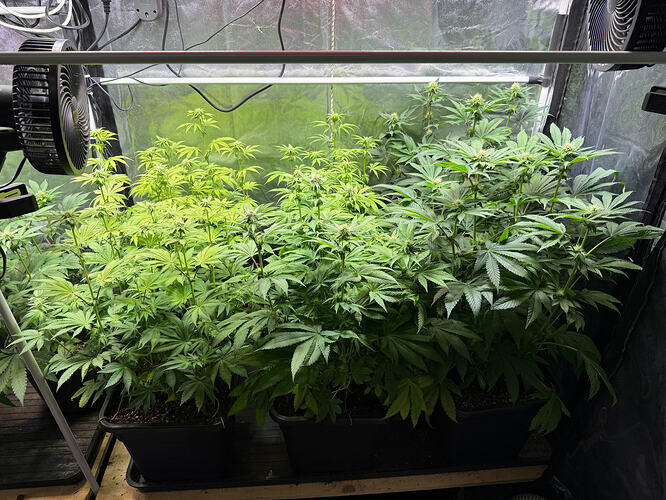 Growreport Bild 46